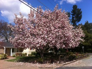 Magnolia soulangiana - blooming